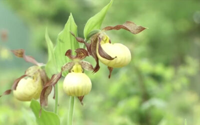 Mission Frauenschuh: Seltene Orchideen werden an geheimen Orten angepflanzt