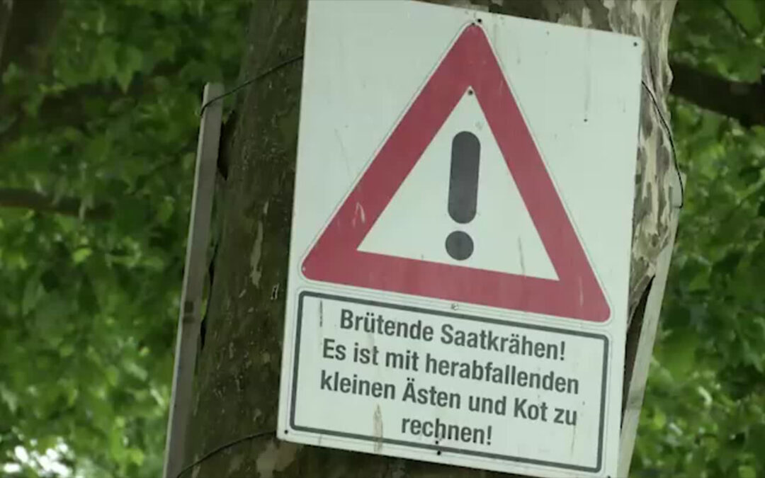 Krähen zerstören Ernte