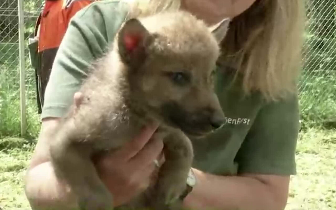 Nachwuchs im Wolfsgehege Hanau