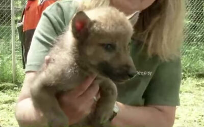 Nachwuchs im Wolfsgehege Hanau
