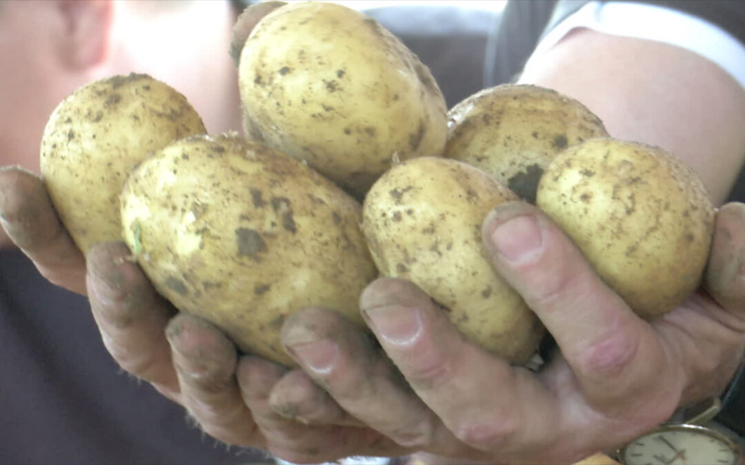 Ernte der Frühkartoffeln in der Pfalz beginnt