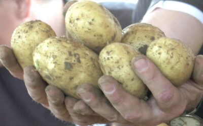 Ernte der Frühkartoffeln in der Pfalz beginnt