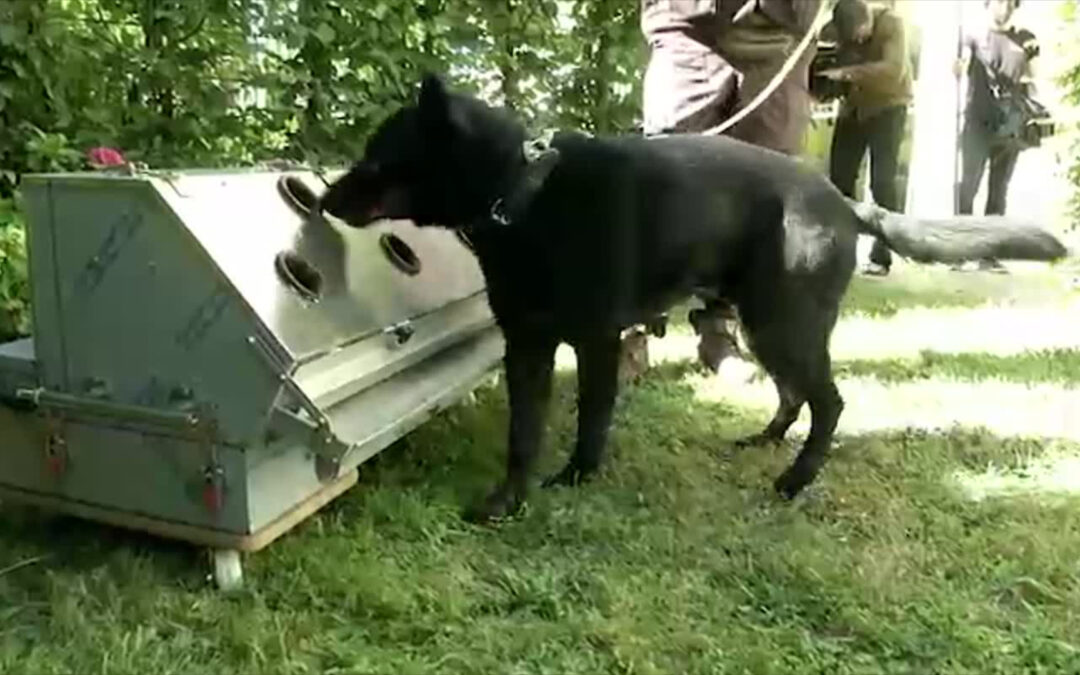 Hunde sollen Corona erschnüffeln