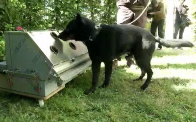 Hunde sollen Corona erschnüffeln