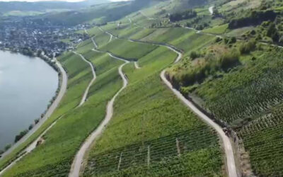 „EinFlüsse – wie Main & Mosel die Region prägen“: Winzer an der Mosel