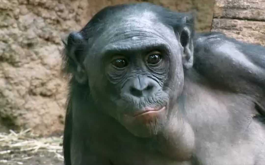 Affenhaus im Frankfurter Zoo wieder geöffnet