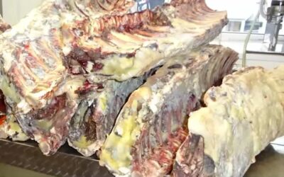 Fliegenmaden in Edel-Fleisch gefunden
