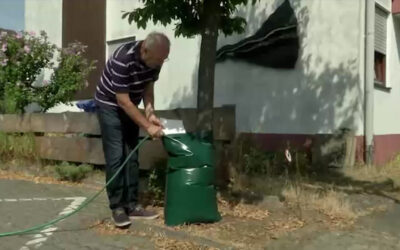 Hanau sucht dringend ehrenamtliche Baumpaten