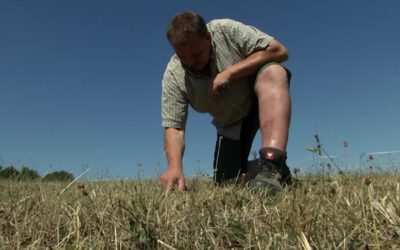 Futternotstand in der Landwirtschaft wegen Trockenheit