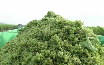 Weinlese beginnt
