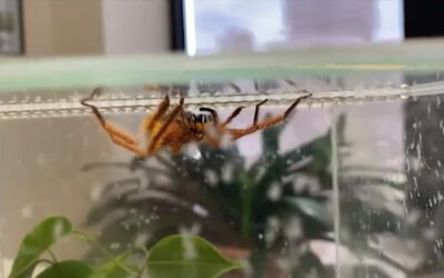 Spinne nach David Bowie benannt