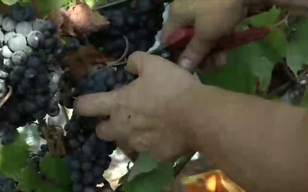 Weinlese an der Ahr beginnt