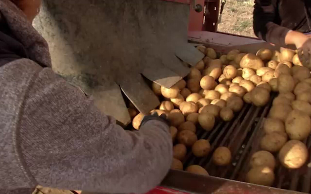 Kartoffelbauern klagen über Einnahmeneinbruch