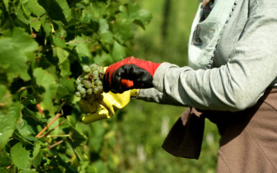 Bilanz der Weinlese