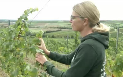 Neue Weinsorten immun gegen Pilzbefall