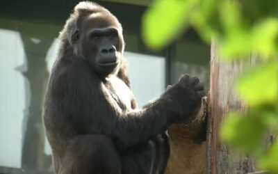 Affenstudie im Frankfurter Zoo