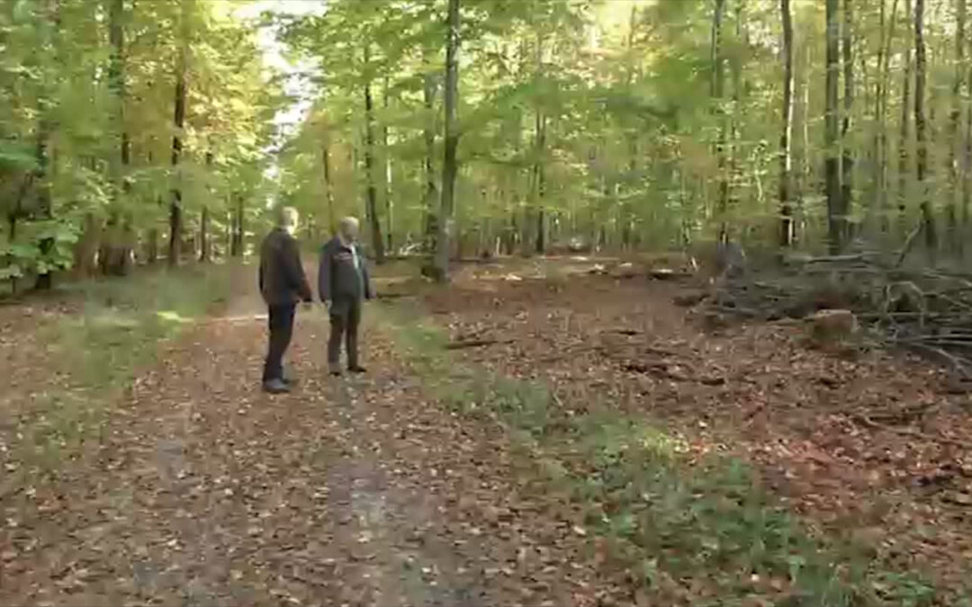 Holzdiebstahl nimmt zu