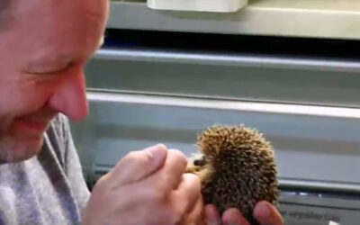 Hilfe für Igel in Not