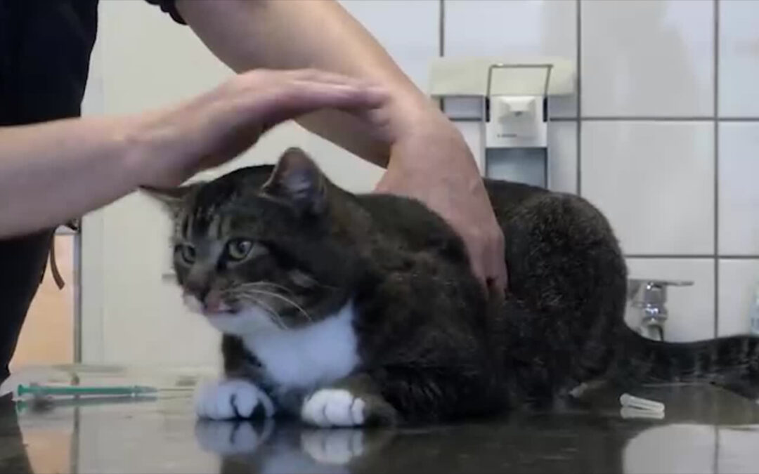 Kosten für Tierarztbehandlung steigen