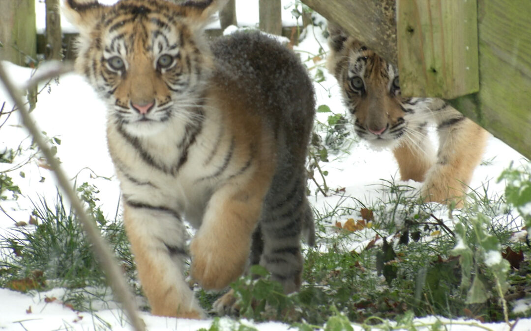 Tigernachwuchs im Hunsrück-Tierpark
