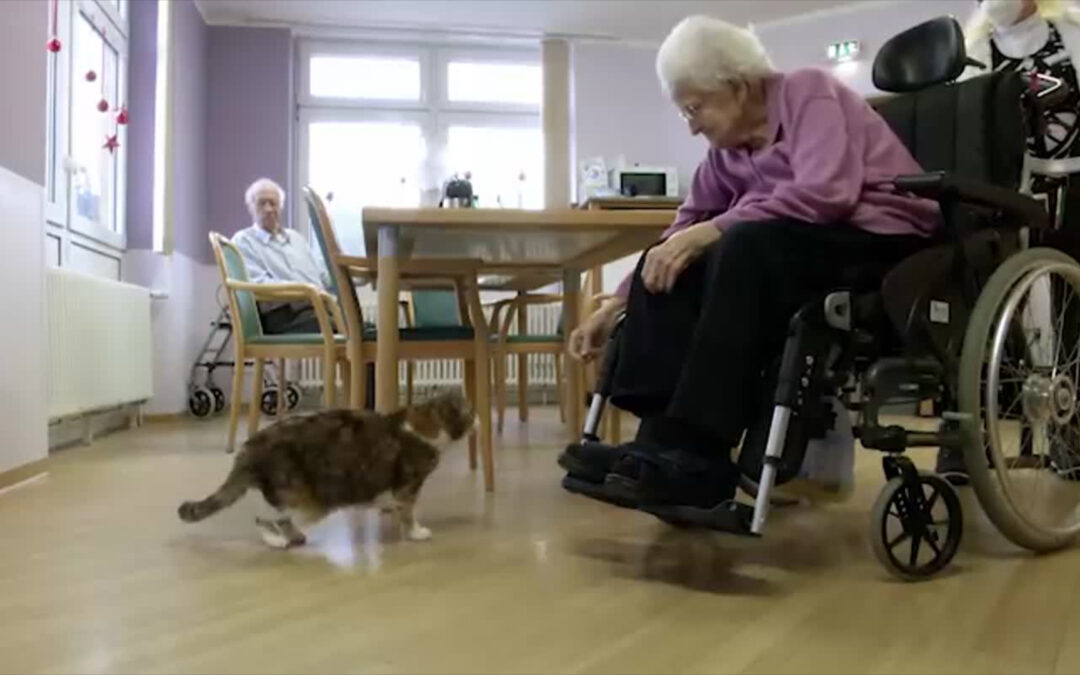 Mit der Katze im Altenheim