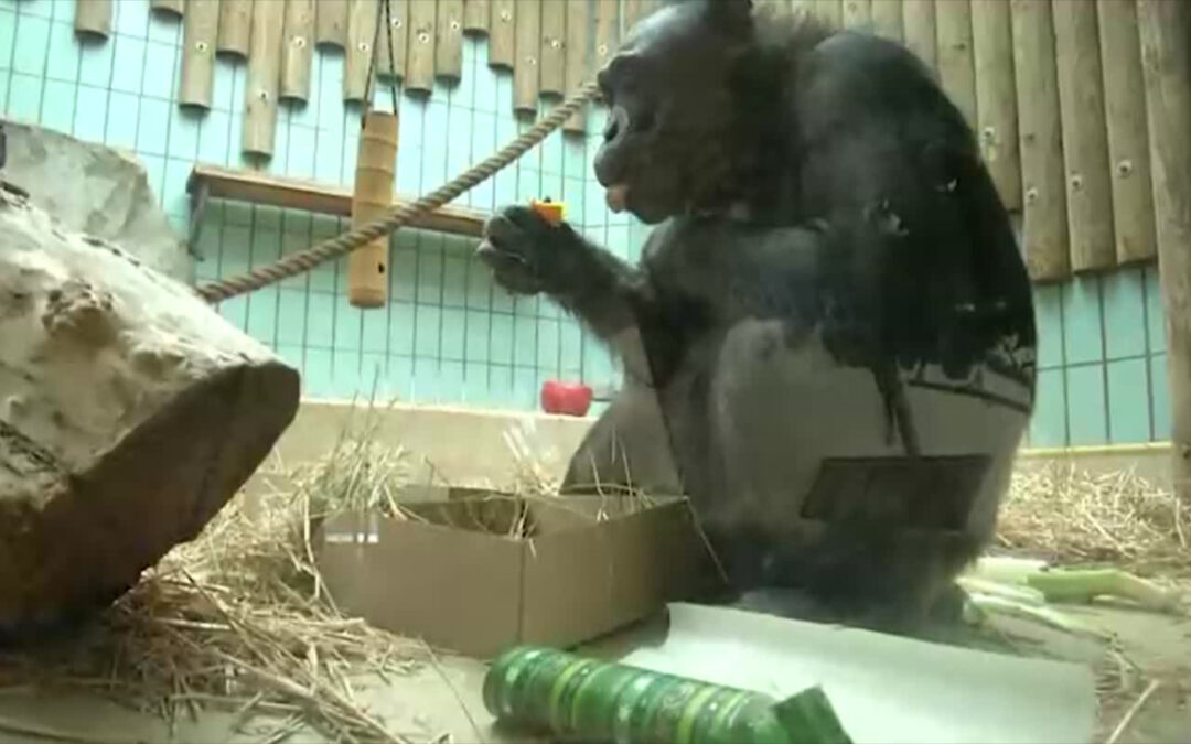 Weihnachtsgeschenke für Zootiere
