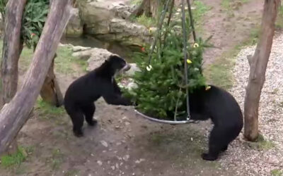 Weihnachtsbäume für Zootiere