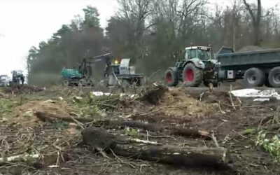 Räumung im Fechenheimer Wald geht weiter