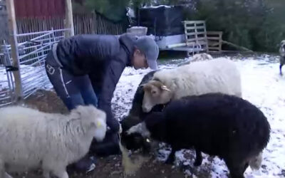 Weidetierhalter in Sorge wegen Wölfen