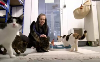Tierheim sucht Katzenstreichler