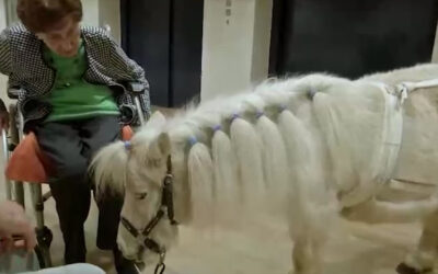 Ponys zu Gast im Seniorenheim