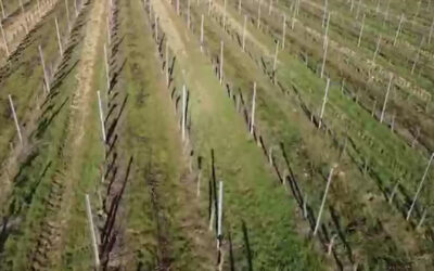Der Klimawandel und der Weinbau der Zukunft