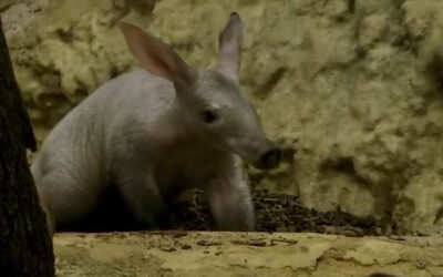 Neues Erdferkel im Frankfurter Zoo