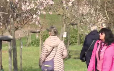 Mandelblüten-Pracht in Gimmeldingen