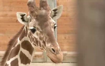Opel-Zoo: Giraffe Timon soll für Nachwuchs sorgen