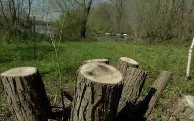 Ärger um gefällte Bäume in Speyer