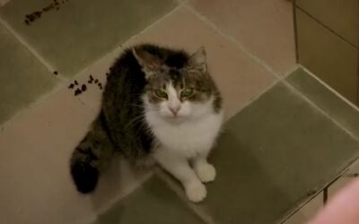 77 Katzen aus Privatwohnungen beschlagnahmt