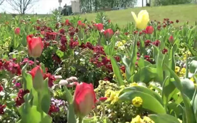 Vorbereitungen für die Landesgartenschau in Fulda
