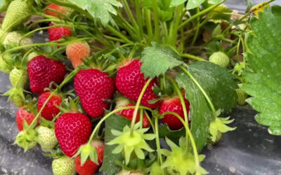Erste Erdbeeren aus Hessen sind da
