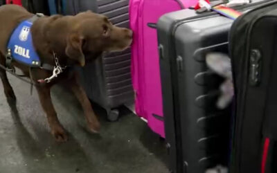 Zollhund Greta schnüffelt für den Artenschutz