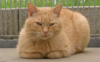 Koblenz geht gegen streunende Katzen vor