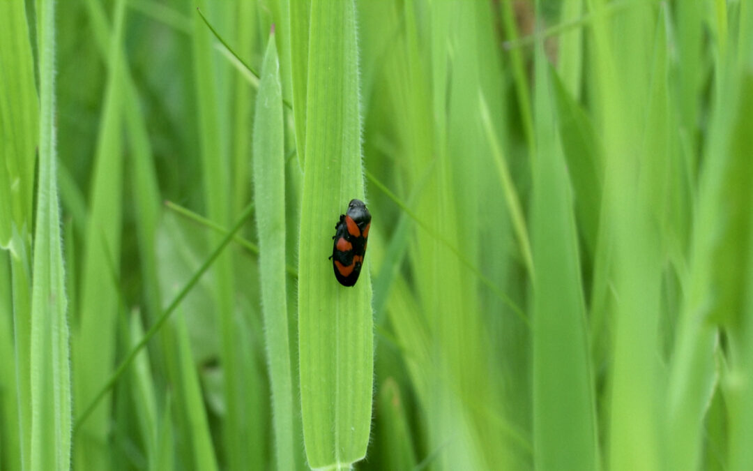 Studie untersucht Insektenvielfalt
