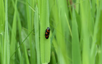 Studie untersucht Insektenvielfalt