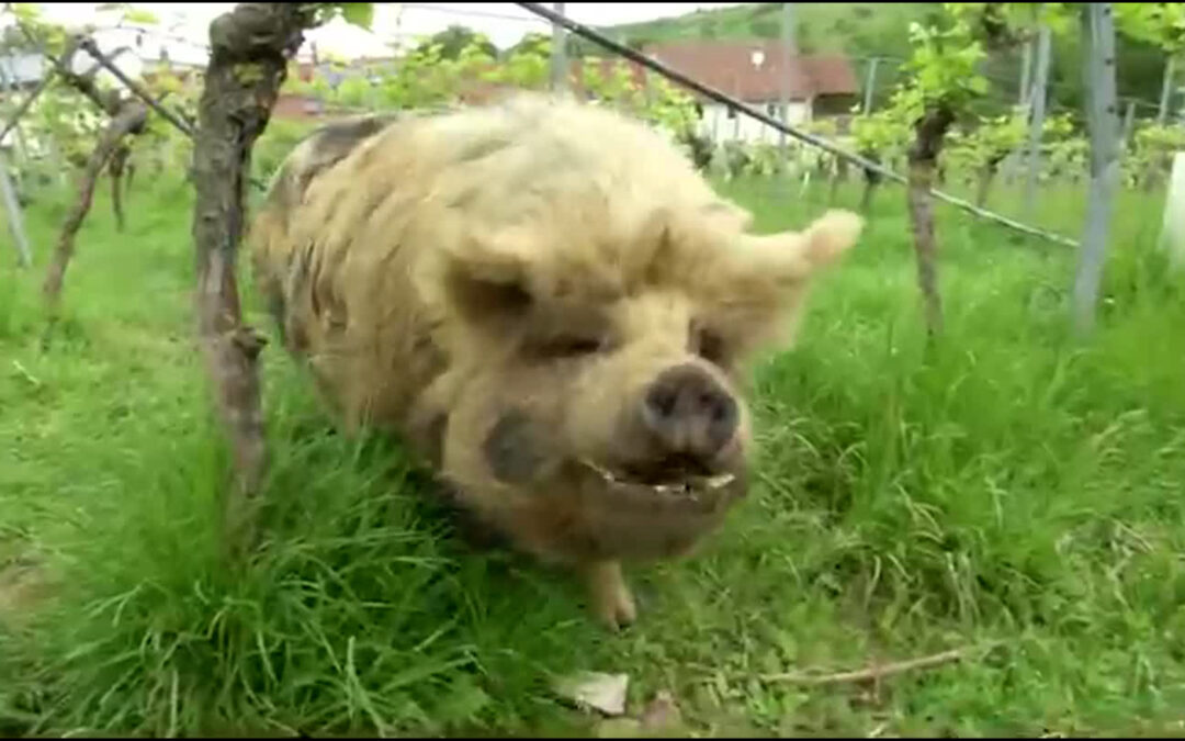 Schweine im Weinberg