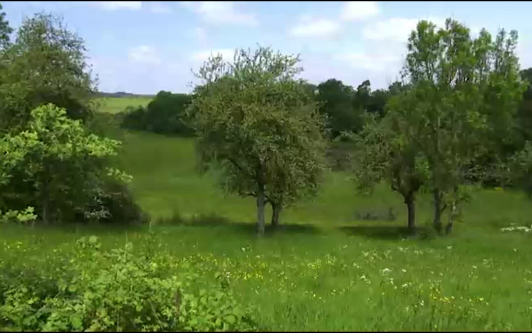 Kartierung von Grünland