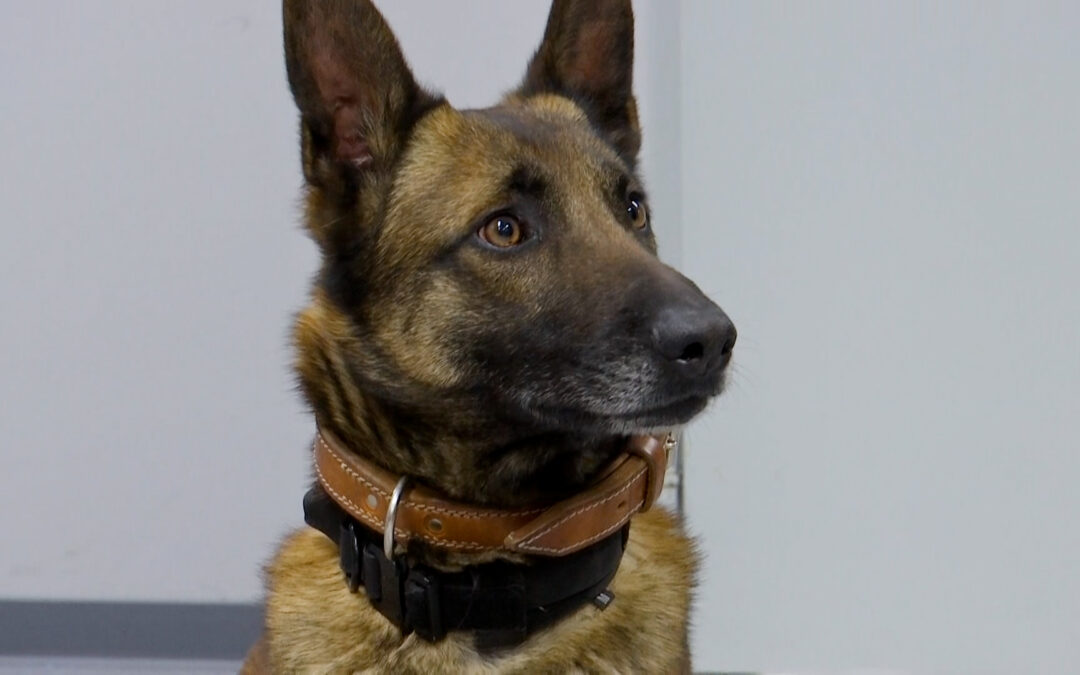 Polizeihunde spüren Datenträger auf