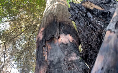 Waldbrandgefahr steigt — auch in Hessen