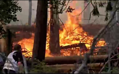 Landtag debattiert über Waldbrand-Gefahr