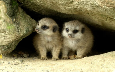 Erdmännchen-Nachwuchs im Tierpark Herborn