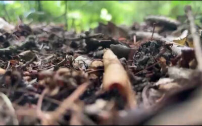 Geheimnisvoller Waldboden
